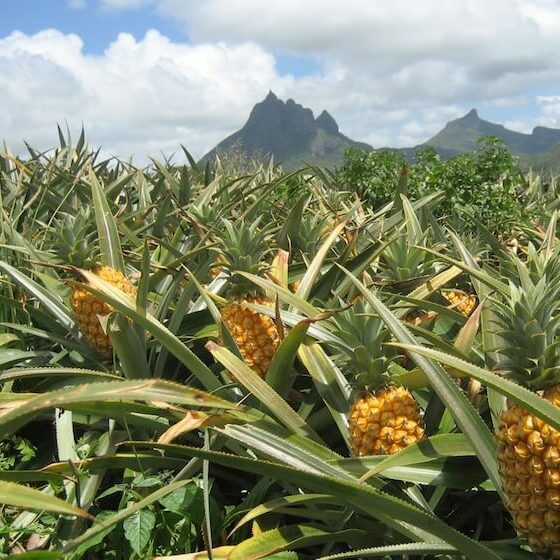 pineapple-in-mauritius